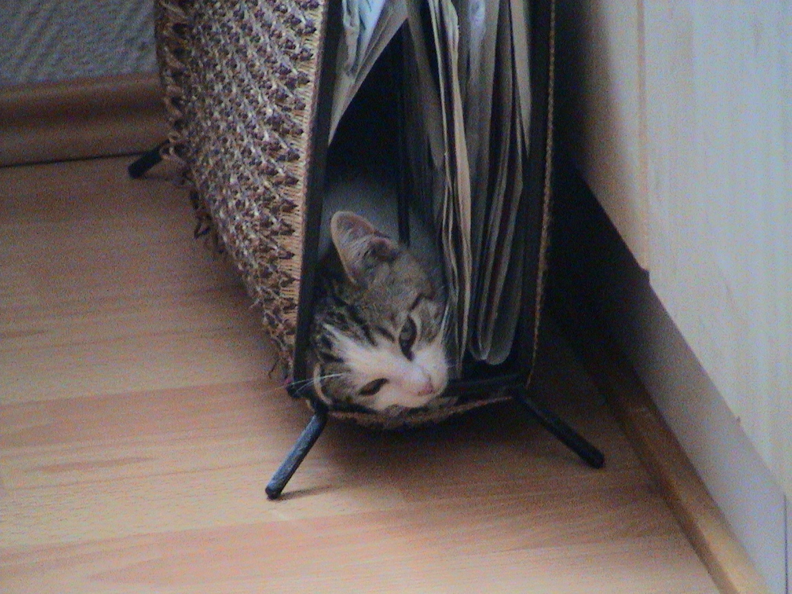 unsere Katze Kitty
